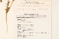 線球菊、田基黃藏品圖，第2張