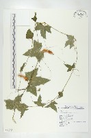 茅瓜藏品圖，第1張