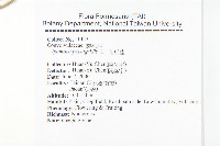 九爪藤藏品圖，第2張