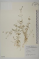 天蓬草、雀舌草藏品圖，第1張