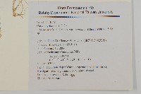 天蓬草、雀舌草藏品圖，第2張