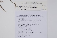 伏毛天芹菜藏品圖，第2張