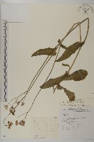 纓絨花藏品圖，第1張