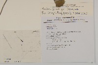 纓絨花藏品圖，第2張