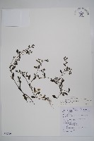 細纍子草藏品圖，第1張