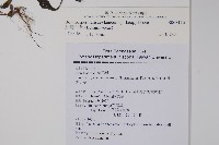 細纍子草藏品圖，第2張