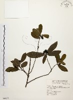 黃肉樹, 小梗木薑子藏品圖，第1張