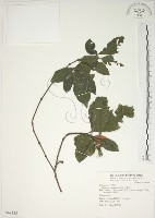 山黃梔藏品圖，第1張