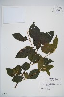 呂宋莢迷藏品圖，第1張