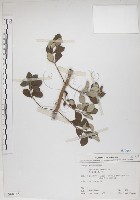 海埔姜藏品圖，第1張