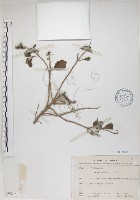 海埔姜藏品圖，第1張