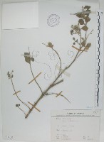 海埔姜藏品圖，第1張