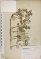 海埔姜藏品圖，第1張