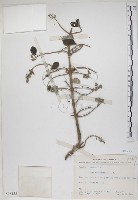 海埔姜藏品圖，第1張