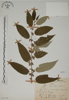 山黃麻藏品圖，第1張