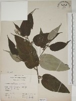 山黃麻藏品圖，第1張