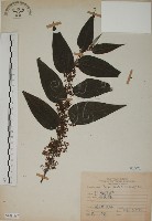 山黃麻藏品圖，第1張