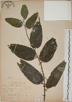 山黃麻藏品圖，第1張