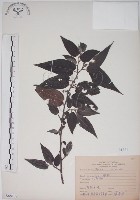 山黃麻藏品圖，第1張