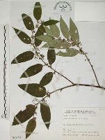 山黃麻藏品圖，第1張