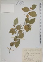 菱葉捕魚木藏品圖，第1張