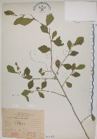 菱葉捕魚木藏品圖，第1張