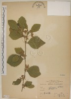 菱葉捕魚木藏品圖，第1張