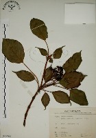 昆欄樹藏品圖，第1張