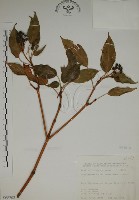 昆欄樹藏品圖，第1張