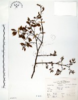 朴樹藏品圖，第1張