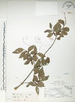 紅雞油、榔榆藏品圖，第1張