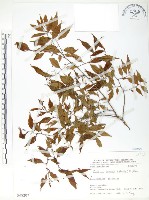 櫸、雞油藏品圖，第1張