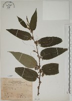 山黃麻藏品圖，第1張