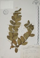 南嶺蕘花藏品圖，第1張