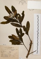 大頭茶藏品圖，第1張