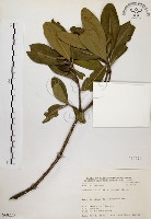 大頭茶藏品圖，第1張