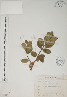 南嶺蕘花藏品圖，第1張