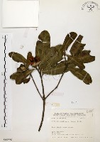 大頭茶藏品圖，第1張