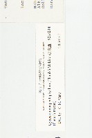 絞股藍藏品圖，第3張