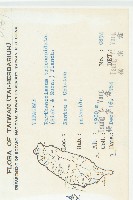 絞股藍藏品圖，第2張