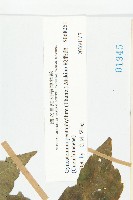 絞股藍藏品圖，第3張