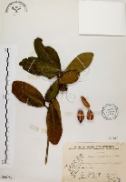 大頭茶藏品圖，第1張