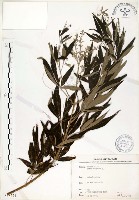 黃荊藏品圖，第1張