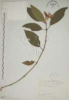 野牡丹藏品圖，第1張