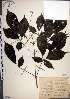 山埔姜藏品圖，第1張