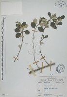 海埔姜藏品圖，第1張