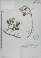 海埔姜藏品圖，第1張