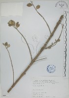 海埔姜藏品圖，第1張