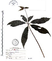 七葉一枝花藏品圖，第1張