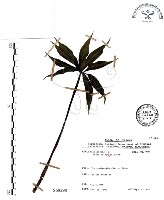 七葉一枝花藏品圖，第1張